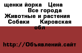 щенки йорка › Цена ­ 15 000 - Все города Животные и растения » Собаки   . Кировская обл.